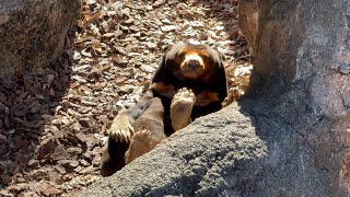 寝る準備のキョウコさんがかわいい♪【‎2025年‎1月30日】【上野動物園】マレーグマ