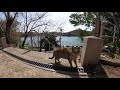 神社の野良猫に挨拶したら猫パンチされた