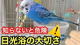 インコの日光浴の大切さを知らないのは、本当に危険！！ 【セキセイインコ】　Budgerigar.