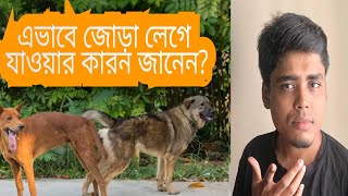 মিলনের সময় কুকুর জোড়া লেগে যাওয়ার কারন টা জেনে রাখুন |Why dog Stuck during Mating | Omnivore Shuvo