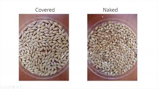 Breeding Multi Use Naked Barley for Organic Systems