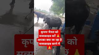 बारिश हो नहीं रही गर्मी कुछ ज्यादा है क्या करे आनंद लेना पड़े समरसेबल से hi🐂 सब्सक्राइब करें  🙏