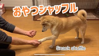 柴犬　まめ太　おやつシャッフル　Snack shuffle  shiba