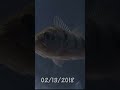 Timelapse. 10 MONTHS OF GROWTH. PEACOCK BASS.