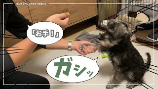 【犬のしつけ】練習していた「待て」や「お手」の成果に感動