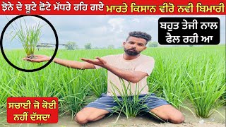 New disease in paddy crop | ਝੋਨੇ ਚ ਨਵੀ ਬਿਮਾਰੀ