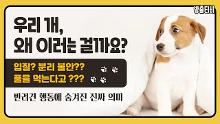 우리 강아지가 더 행복해지길 바란다면