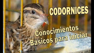 CODORNICES CONOCIMIENTOS BÁSICOS PARA INICIARSE EN LA COTORNICULTURA.