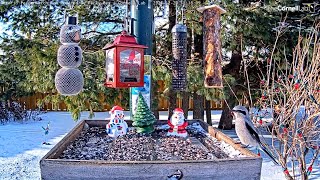 Northern Shrike Interrupts Pine Grosbeaks at Ontario Feeders – Dec. 20, 2021