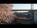 【jr山陽新幹線 広島車両基地】周辺の桜が満開 夕日で綺麗【広島市東区矢賀】