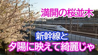 【JR山陽新幹線 広島車両基地】周辺の桜が満開 夕日で綺麗【広島市東区矢賀】