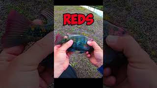 I caught CRAZY colorful fish in Florida canal #fishing