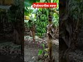 खोडवा केळी बाग banana farming.