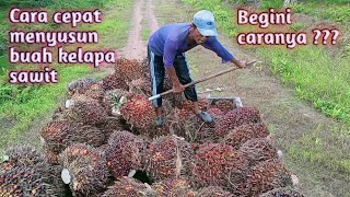 Cara menyusun buah kelapa sawit