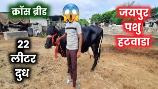 डेयरी फार्म  ! जयपुर हटवारा पशु मंडी II Jaipur Hatwara Cattle Market II Jaipur Rajasthan