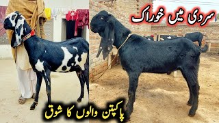 Top Class Amritsari Beetal Goats Of Baba جہانگیر -Beetal Goat Farming  In Pakpattan-5 January 2025