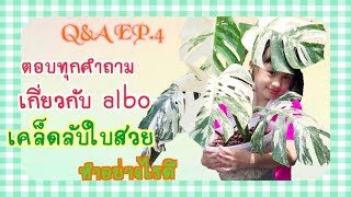 Monstera albo | Q&A EP.4 คัดคำถามโดนๆที่ถูกส่งมาจากทุกช่องทางพร้อมการแก้ปัญหาและเทคนิคเลี้ยงแบบง่ายๆ