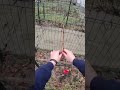 Обрізка винограду👀 pozitiff_garden garden pozitiff_vineyard обрізка grape виноград