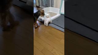 【パピー犬動画】2ヶ月765グラムの判断力　#マルチーズ　#2ヶ月　#パピー犬　#子犬　#仔犬　#幼犬　#子犬のいる暮らし 　#子犬の成長記録 　#多頭飼い