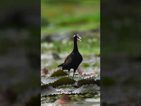 Jacana Flying #youtubeshorts #birds #wildlifephotoghraphy #wildlifephotograph #mindfulness