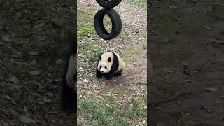 渝可渝爱：ee们大家好，我们是磕头组合！ #panda #大熊貓