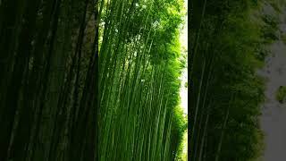 The Rise of the Bamboo: An Unexpected Journey #shorts