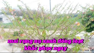 mai rụng nụ xanh đồng loạt khắc phục ngay