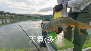 【河流野釣】2022/7/6新店溪華翠橋釣況(Huacui Bridge of Xindianxi) #釣魚 #新店溪 #釣鯉魚 #溪釣