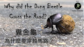 Dung Beetle Rolling Poop 糞金龜把大便滾推了 - Taiwan 台灣