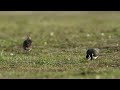 野鳥のタゲリはトコトコ歩く