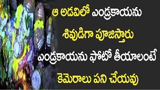 ఆ అడవిలో ఎండ్రకాయను శివుడిగా పూజిస్తారు, ఎండ్రకాయను ఫోటో తీయాలంటే కెమెరాలు పని చేయవు