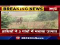 pathalgaon elephant attack हाथियों ने 3 गांवों में मचाया उत्पात घर में रखे अनाज को किया चट