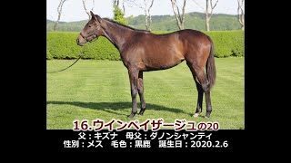 2021年度　16ウインペイザージュの20（父キズナ）