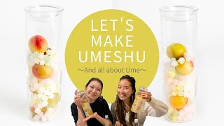 キラキラ梅酒を作りながら梅についてゆるっと学んでみる_Let's learn about Ume plum while enjoy making shiny Umeshu at home!