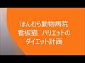 旭川市東光のほんむら動物病院で飼われているノルウェージャンの体重管理計画