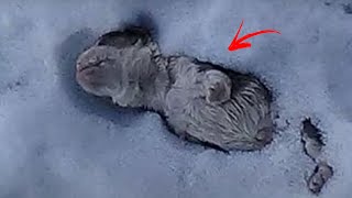 Мужчина заметил это странное существо, зарытое в снегу, присмотревшись он закричал