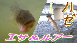 【ルアー＆エサ】食べ頃が揃う！？新ポイント砂町水辺公園でハゼ釣り！！【goby】