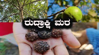 ಪಂಚಮುಖಿ ರುದ್ರಾಕ್ಷಿ| Rudraksha Tree A Dried Stones Of Fruits | Hindumane Exotic Fruits |Kannada Vlogs