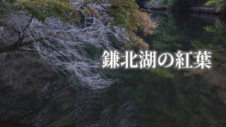 鎌北湖の紅葉🍁2023.11.15。(埼玉県入間郡毛呂山町）Autumn leaves of Lake KamaKita