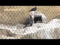 上野動物園 野鳥の鳴き声 インカアジサシ