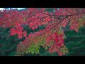 2022 紅葉が美しい雲場池の夕暮れ 4k hdr beautiful autumn colors at kumoba pond in the twilight uhd hdr