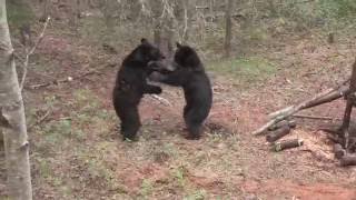 Black bear hunt alberta canada Boss Outfitting