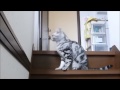 母ちゃんが帰ってキター うれしすぎて母ちゃんドン引き危ない猫 too cute cat exiting when mom comes back home