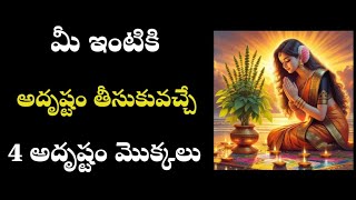 మీ ఇంటికి అదృష్టం తెచ్చిపెట్టే 4మొక్కలు /lucky plants/astro remedies for money in telugu