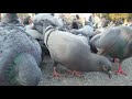 barcelona street view chasing pigeons