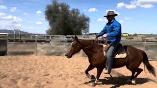 Moore Candy Lot 86 Nutrien Graduate Sale 2023