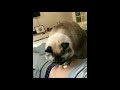 かわいい猫のふみふみマッサージ動画集！癒され度max 1