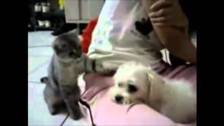 Cats vs Dogs FUNNY (Animal Funny Video 2014)