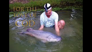 Murray Cod Fishing - Hookup and Release Compilation!