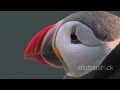 inca tern the mustache bird of the sea